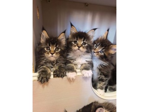 Maine coon kediler a kalite