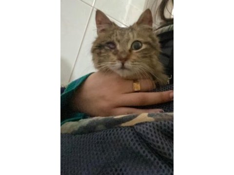 Tek gözlü minik tekir kedicik