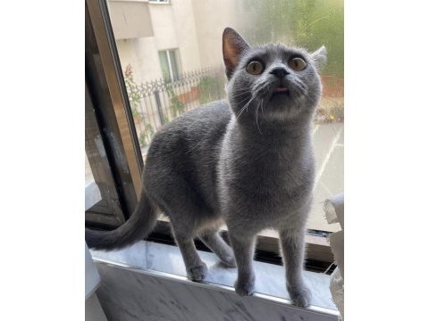 British shorthair 6 aylık dişi