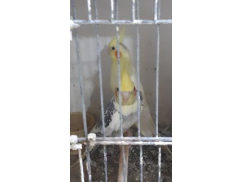 Sultan papağanları 1,5 yaşında
