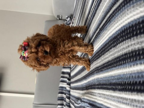 Anne altından tatlı tadında poodle bebekleri