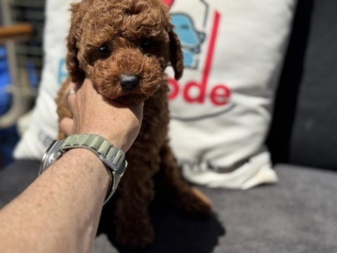 Petmode köpek çiftliğinden toy poodle yavrular