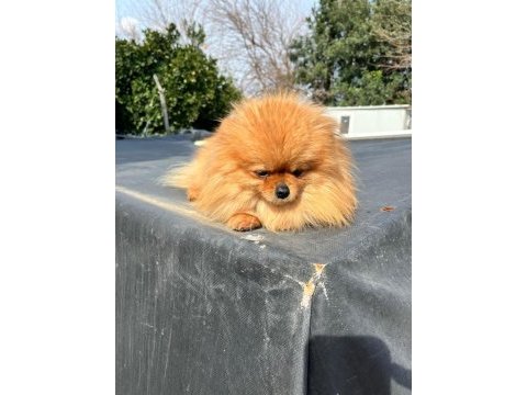 1,5 yaşında kusursuz mini dişi üst kalite pomeranian