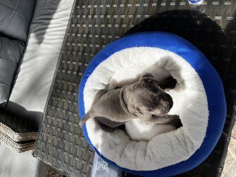 Cane corso köpeği