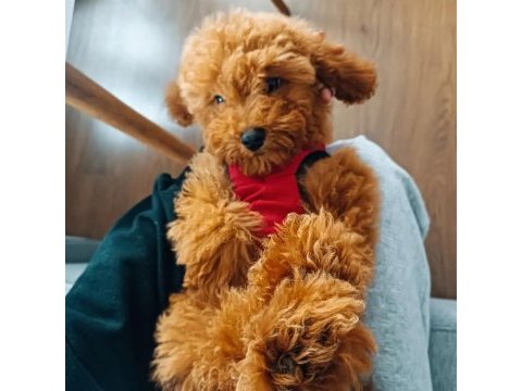 Yakışıklı poodle oğlumuz