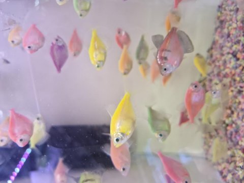 Trans genetik tetra