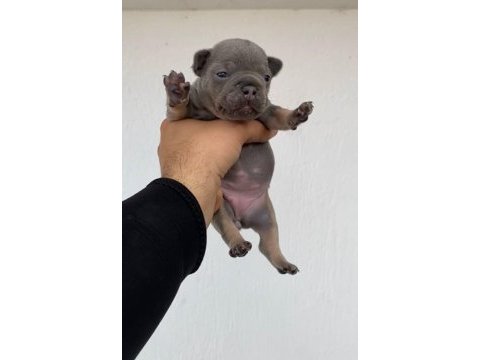 Blue dişi french bulldog yavrular