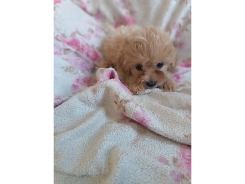 Dişi maltipoo 2 aylık