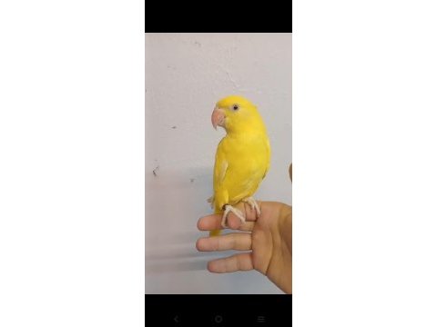 Sarışeker pakistan papağanı bebek