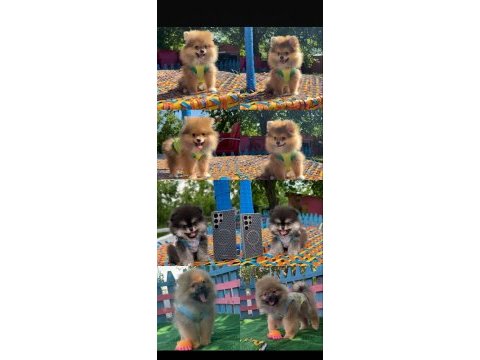 Her renk ve her cins pomeranian boo yavrular