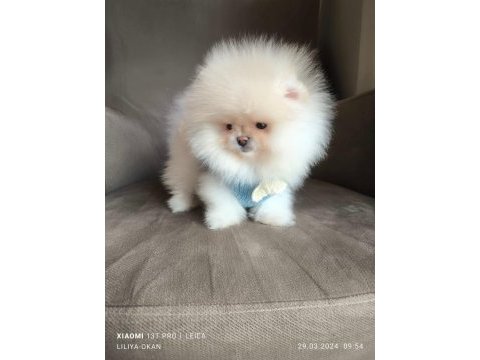 Pomeranian boo ayı surat