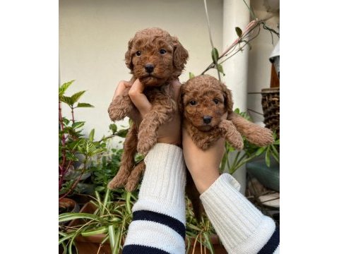 Mükemmel kalitede toy poodle minnoşlar