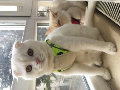 7 aylık scottish fold kedimizi veriyoruz