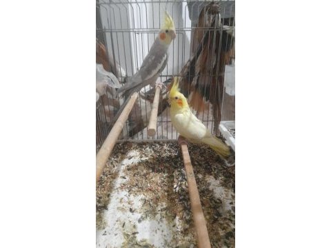 Kırmızı göz lutino sultan papağanı