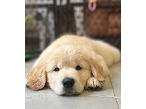 En sadık dost dişi golden retriever yavrumuz