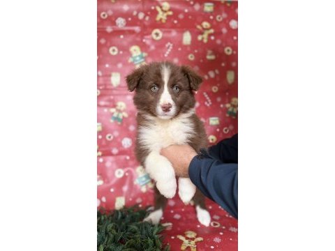 Zeka sadakat ve enerji border collie yavruları