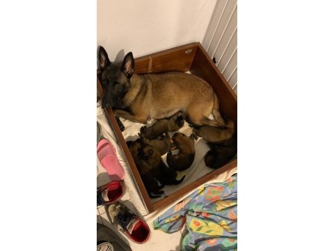 Knpv çalışma hattı belçika malinois yavruları