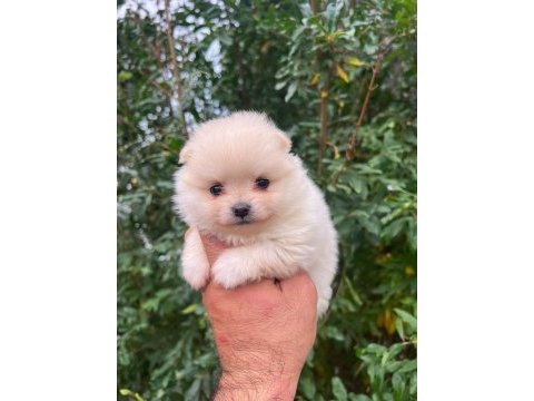 Pomeranian boo köpeği