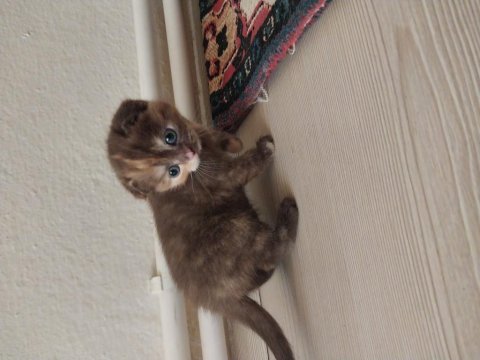 Yavru scottish fold sahiplendirme