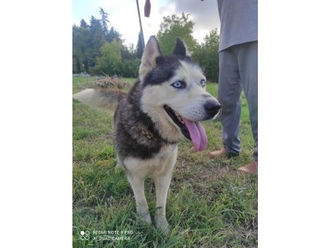 Husky köpeğimize yeni yuva arıyoruz