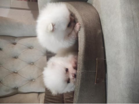Pomeranian yavrularımıza yeni yuvalar arıyoruz