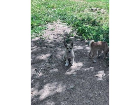 Akita inu yavrularımız 3 aylık