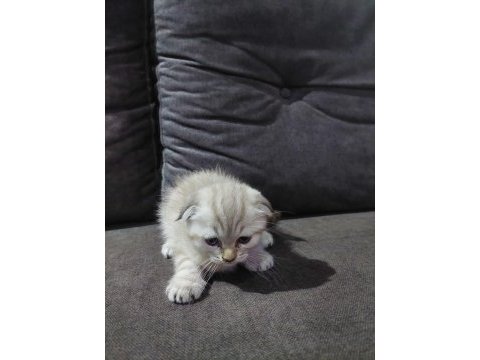 Scottish fold erkek yavru