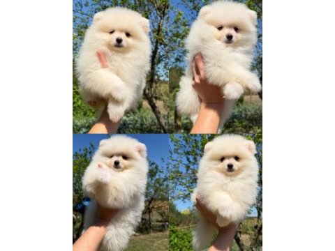 Pomeranian boo köpeklerimiz