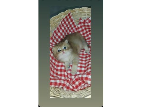 Safkan british longhair yavru