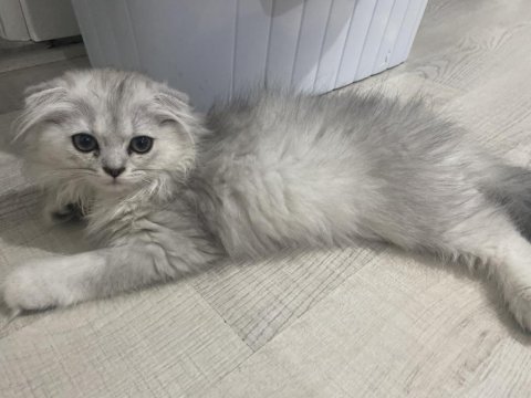 Çok tatlı scottish fold yavrumuz