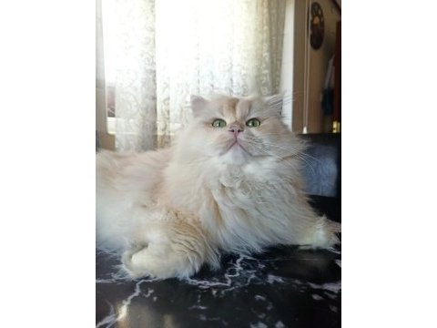 1 buçuk yaşında şecereli erkek british longhair