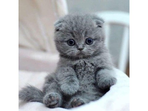 Top kafa panda surat scottish fold bebekler