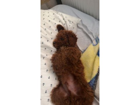 Dişi poodle yavrularımız
