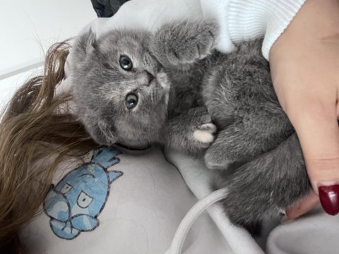 Acil sahiplendirilecek scottish fold eskişehir