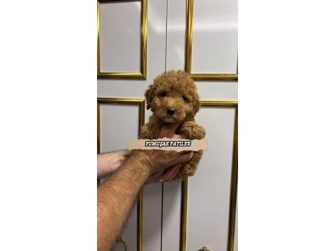 Sevimli ırk toy poodle