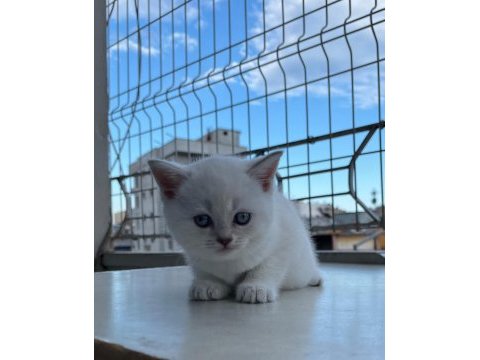 British shorthair minikler
