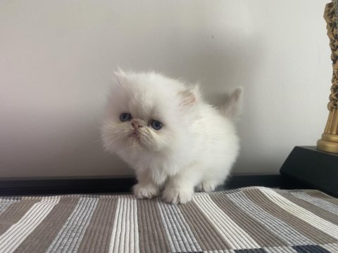 Son 2 adet iran kedisi yavrusu