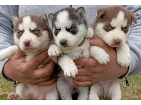 Sibirya kurdu (husky) yavruları üretim çiftliğinden