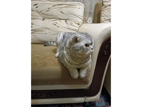 4 yaşında akıllı eğitimli scottish fold