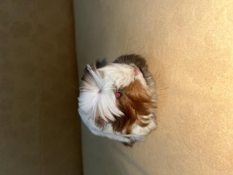 Guinea pig 3 aylık dişi
