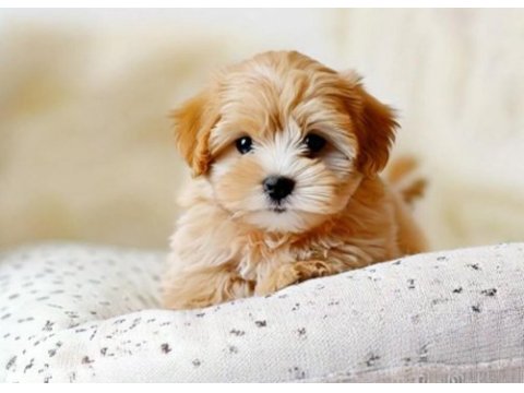 Aşılı teslime hazır maltipoo yavrular