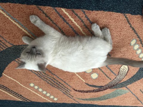British shorthair bluepoint dişi