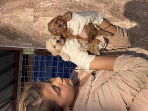 Maltipoo bebeklerimiz 