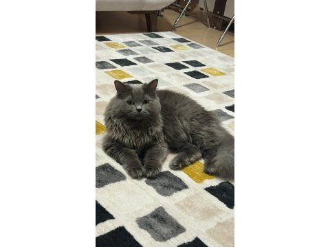 Kedimzie eş aranmaktadır