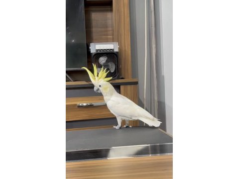 Evcil konuşan çok güzel erkek kakadu