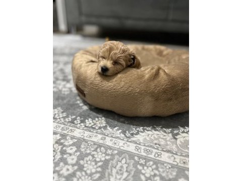 Maltipoo cinsi köpeğimiz