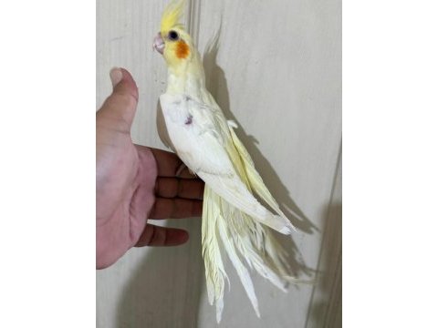 60 günlük kusursuz lutino bebek sultan papağanı