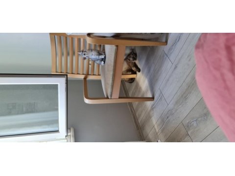British shorthair yeni sıcak yuvamızı arıyoruz