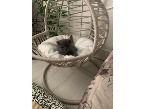 İki tane yavru scottish fold yavrular yuvasını arıyor
