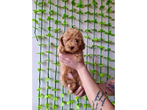 Minipatilertr farkı ile red toy poodle bebekler